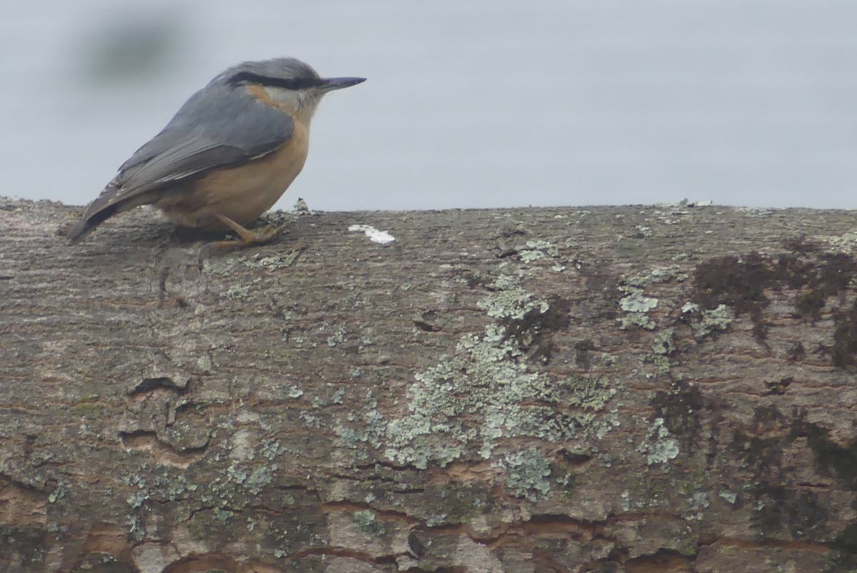 0 sitelle torchepot 2022